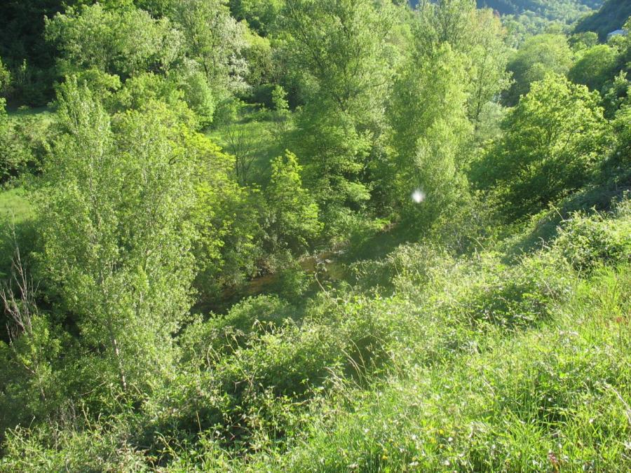 Les rives de la Nuéjouls - Fayet (3)