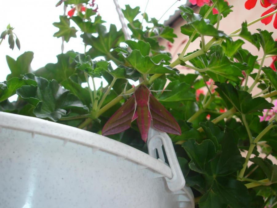 Papillon sur géranium à Laroque (14)