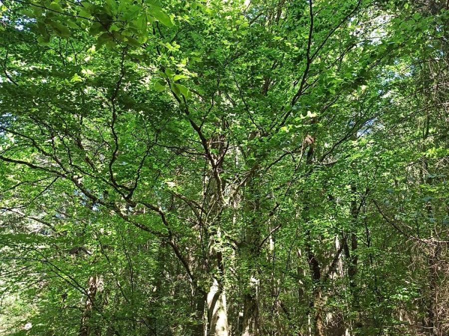 Paysages à voir en randonnée pédestre ou VTT à Fayet (4)