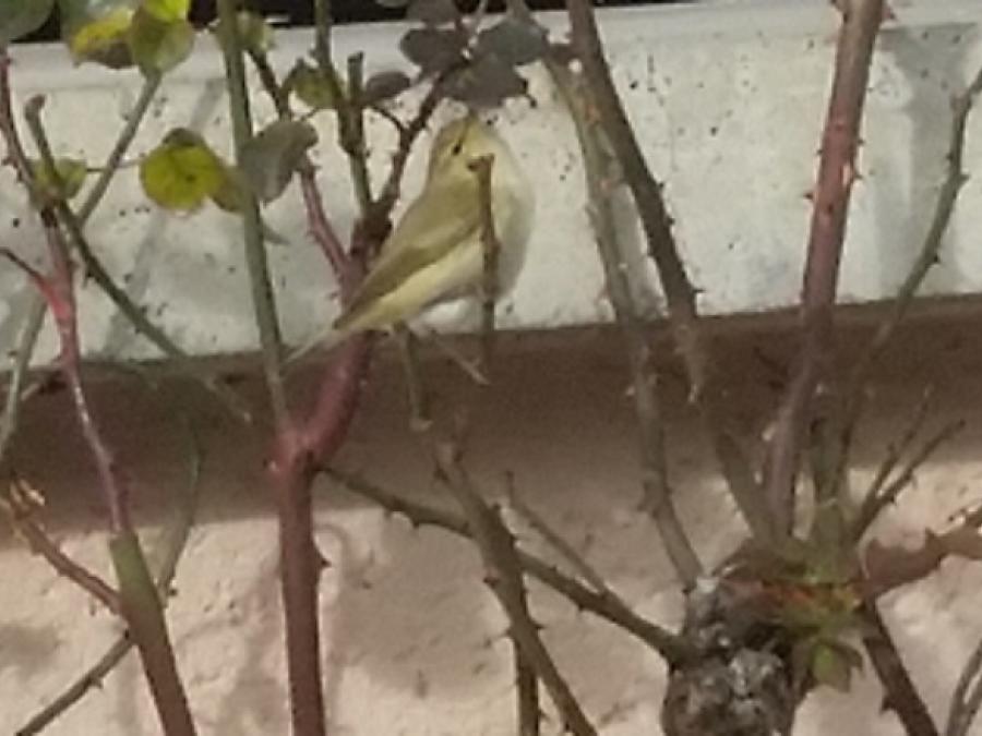 Le pouillot fitis phylloscopus trochilus à Fayet (3)