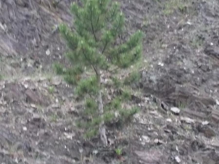 Première pousse en bordure de la route Fayet/Laroque (10)