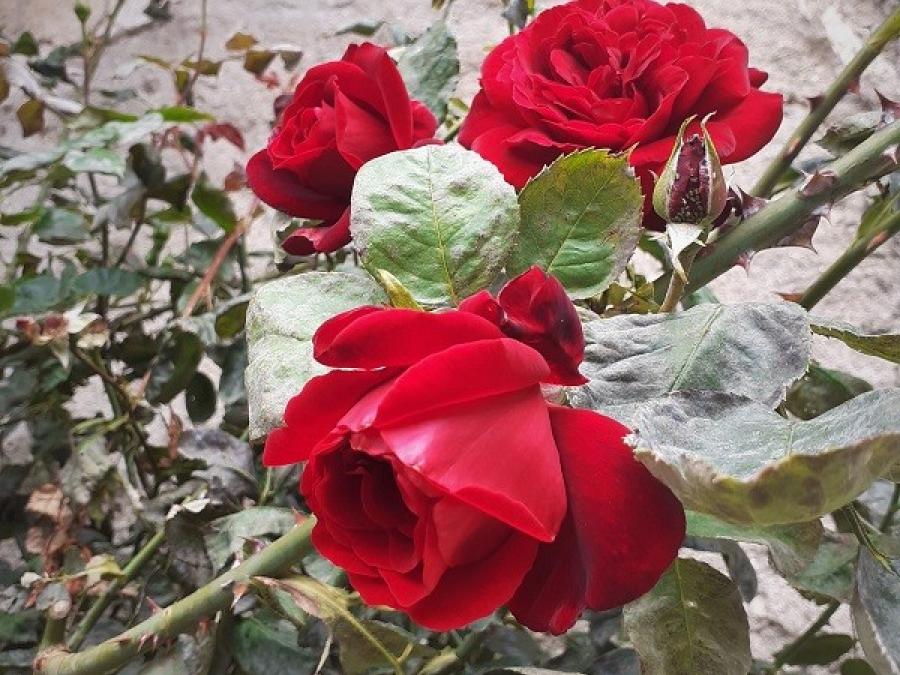 Roses à Fayet (40)