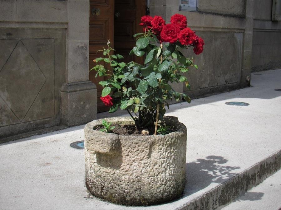 Roses à Fayet (41)