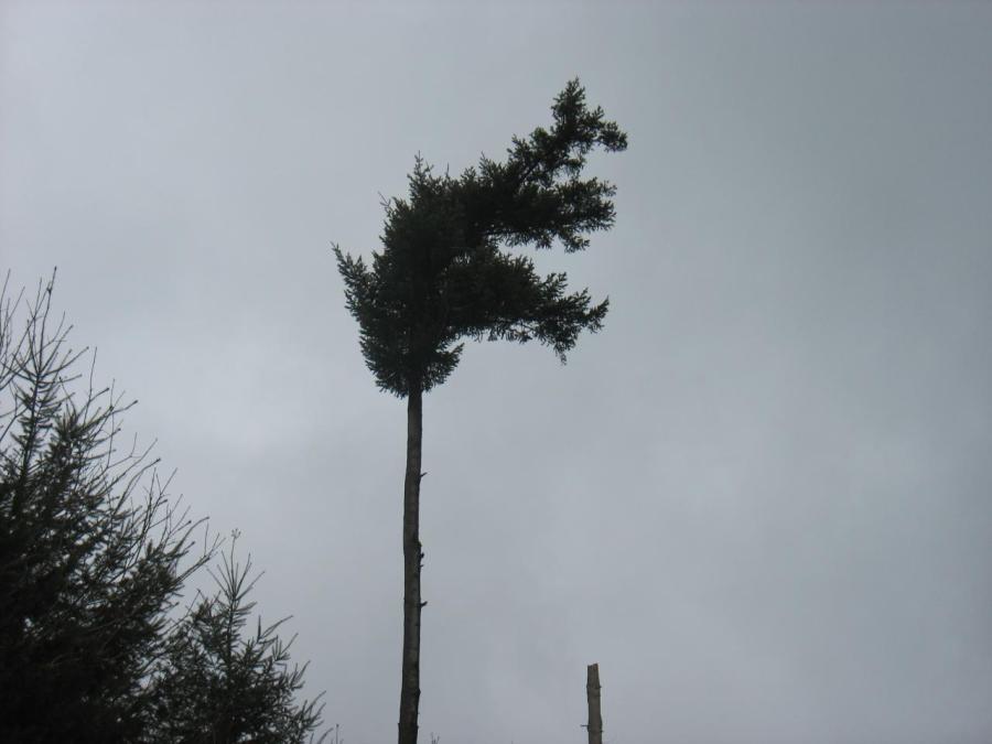 Un Sapin à Fayet (8)