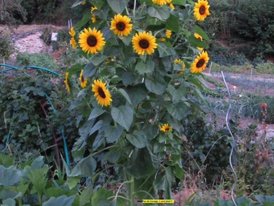 Un tournesol à plusieurs fleurs sur un seul pied (33)