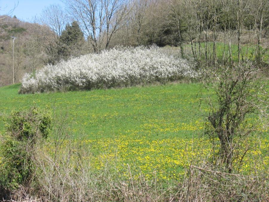 Un bosquet fleuri à Fayet (26)