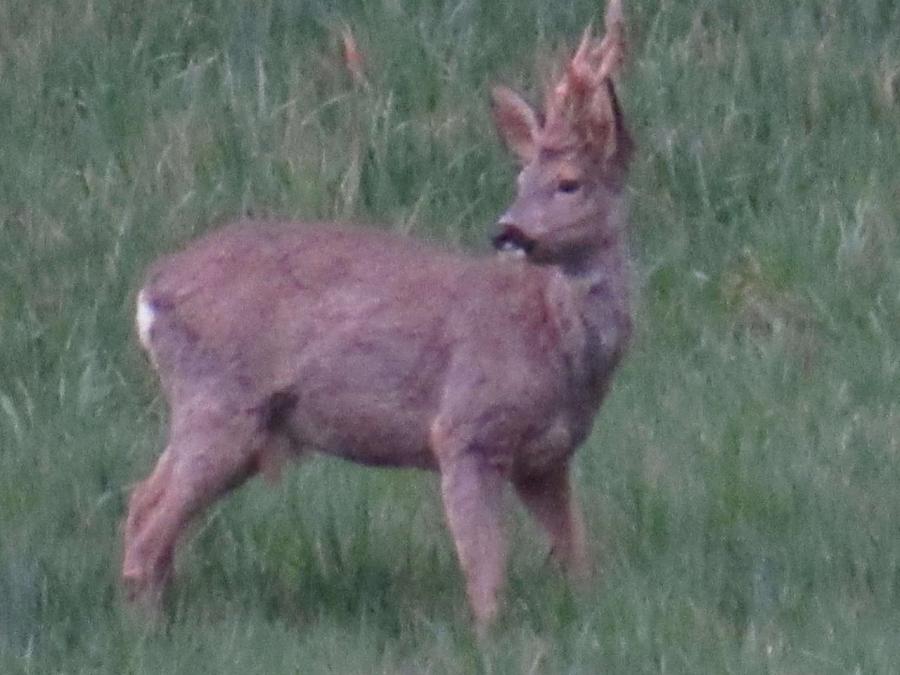 Un chevreuil mâle à Fayet (38)