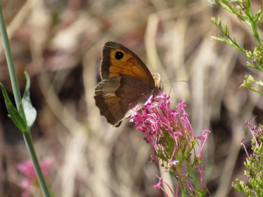 Un papillion à Fayet (32)