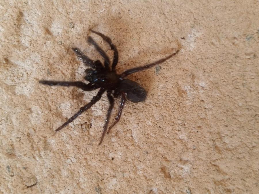 Une araignée noire à Fayet (2)