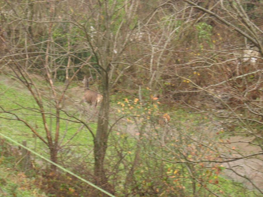 Une biche à Fayet (13)