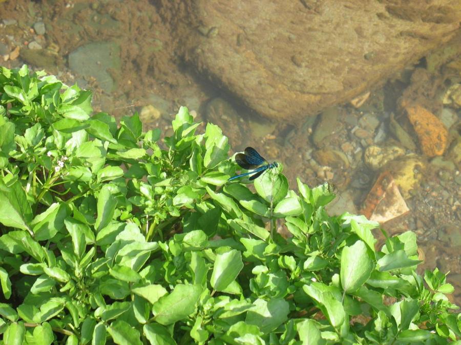 Une libellule bleu à Fayet (7)