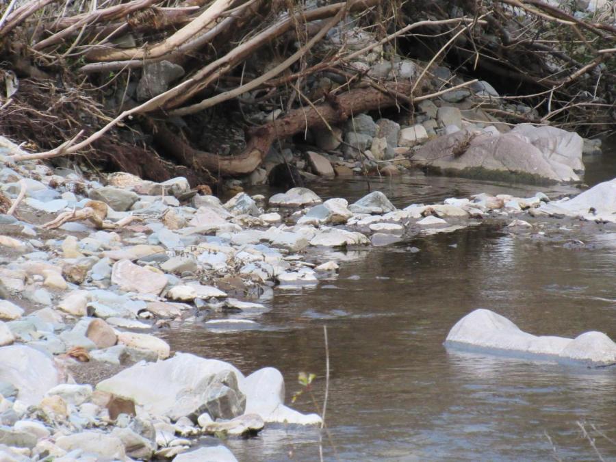 Une loutre à Laroque (34)