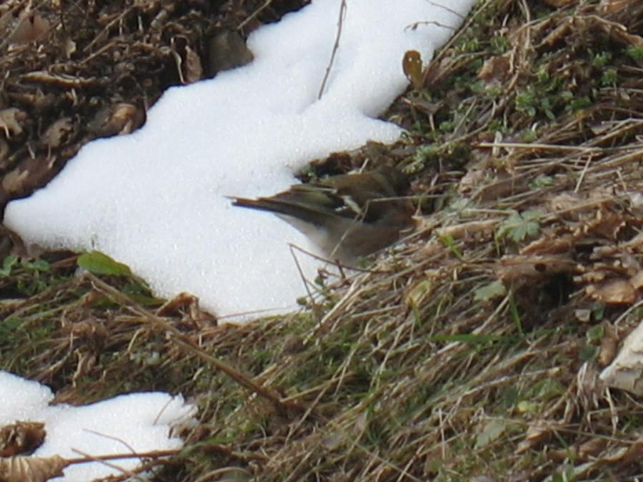 Une mesange à Fayet (15)