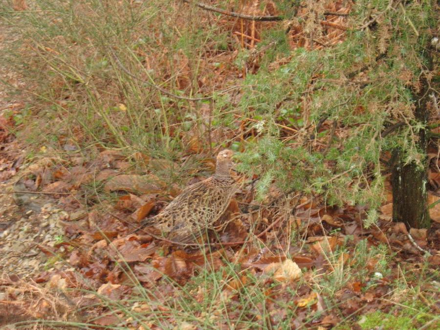 Une poule faisane à Fayet (12)