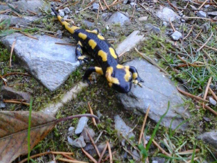 Une salamandre à Fayet (6)