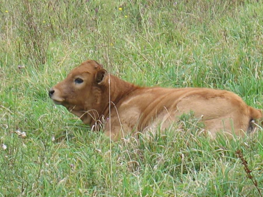 Une vache de race aubrac à Fayet (10)