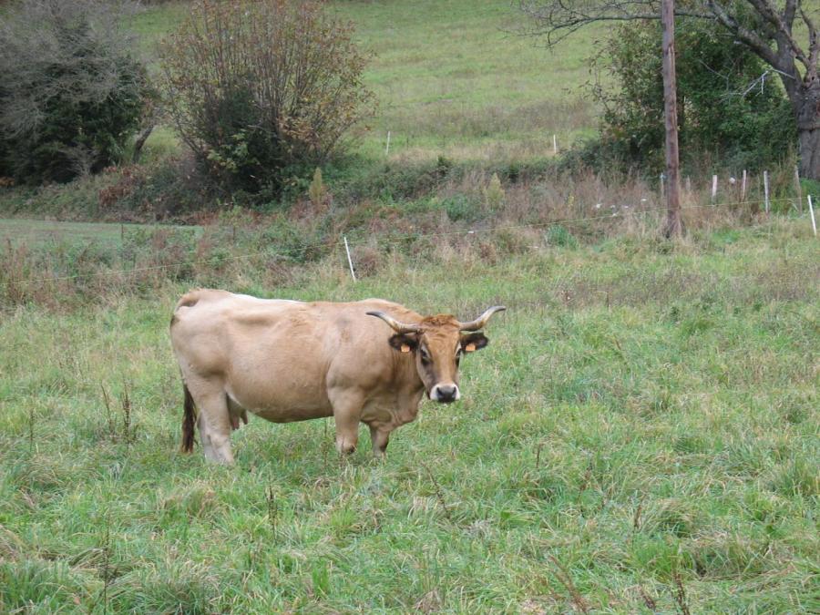 Une vache de race aubrac à Fayet (8)