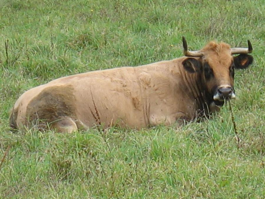 Une vache de race aubrac à Fayet (9)