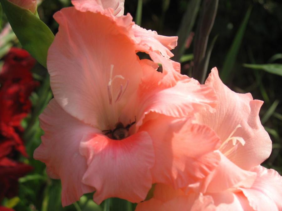 Zoom sur fleur de Fayet (22)