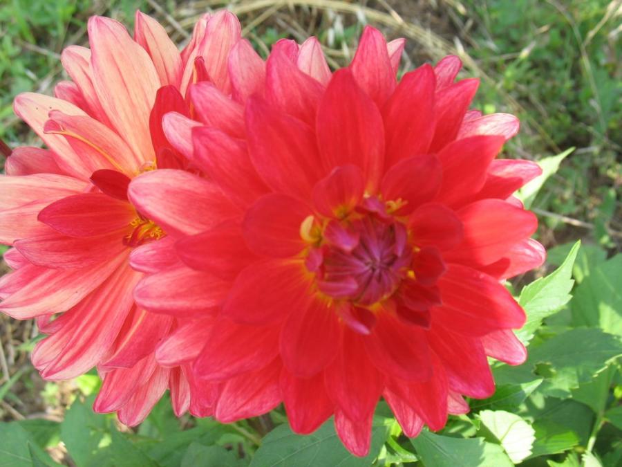 Zoom sur fleur de Fayet (23)