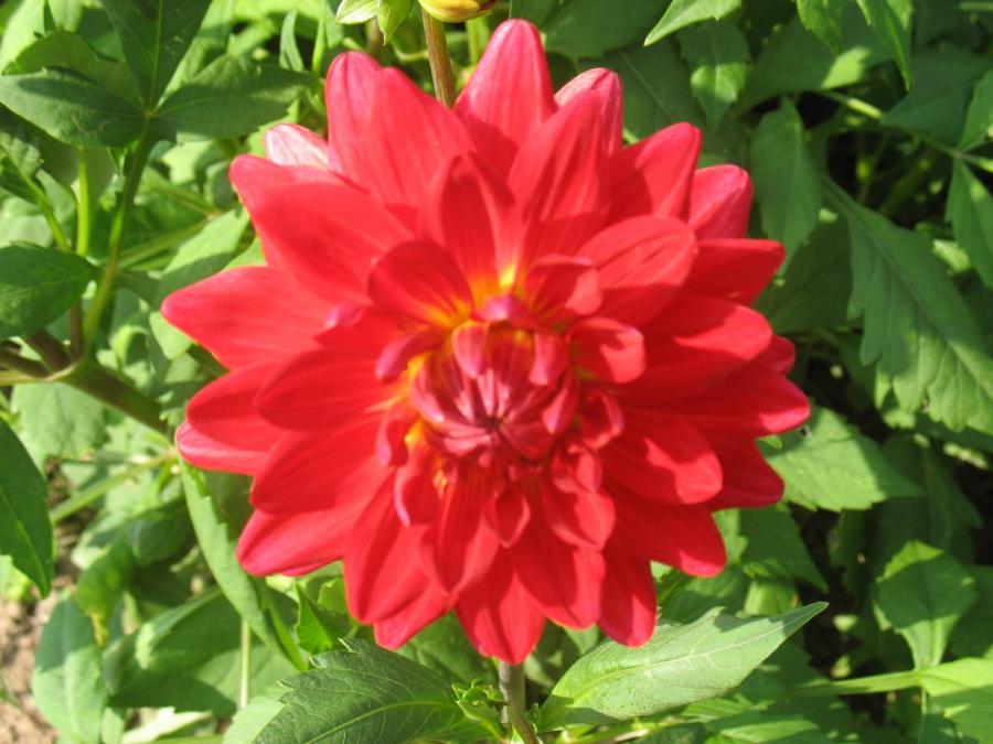 Zoom sur fleur de Fayet (24)