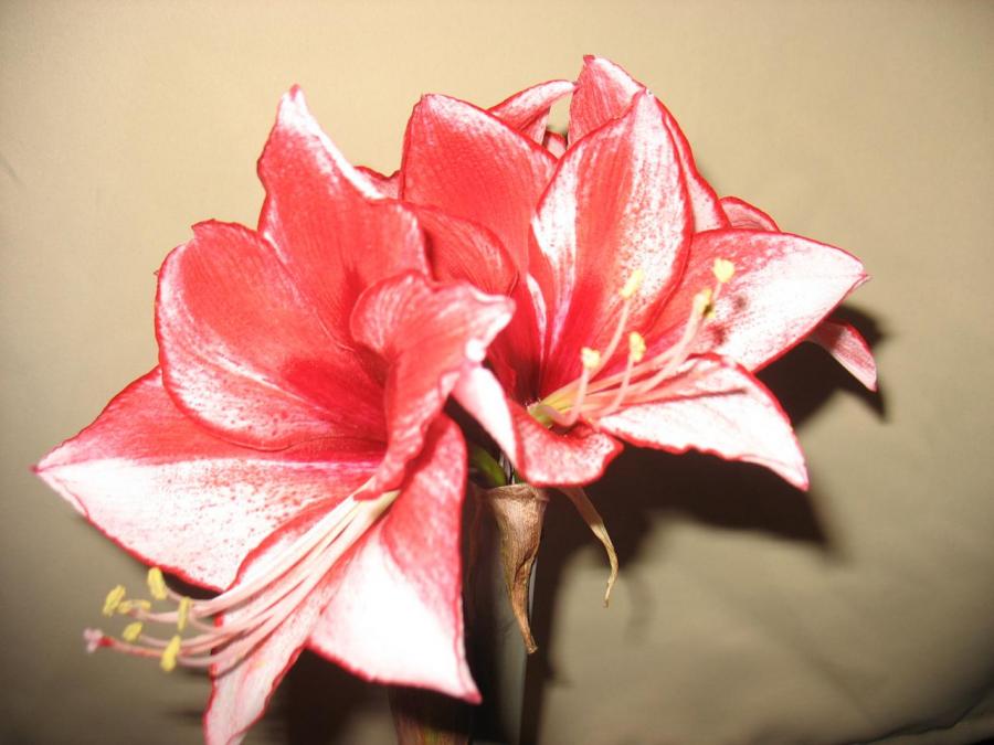 Zoom sur fleur de Fayet (29)
