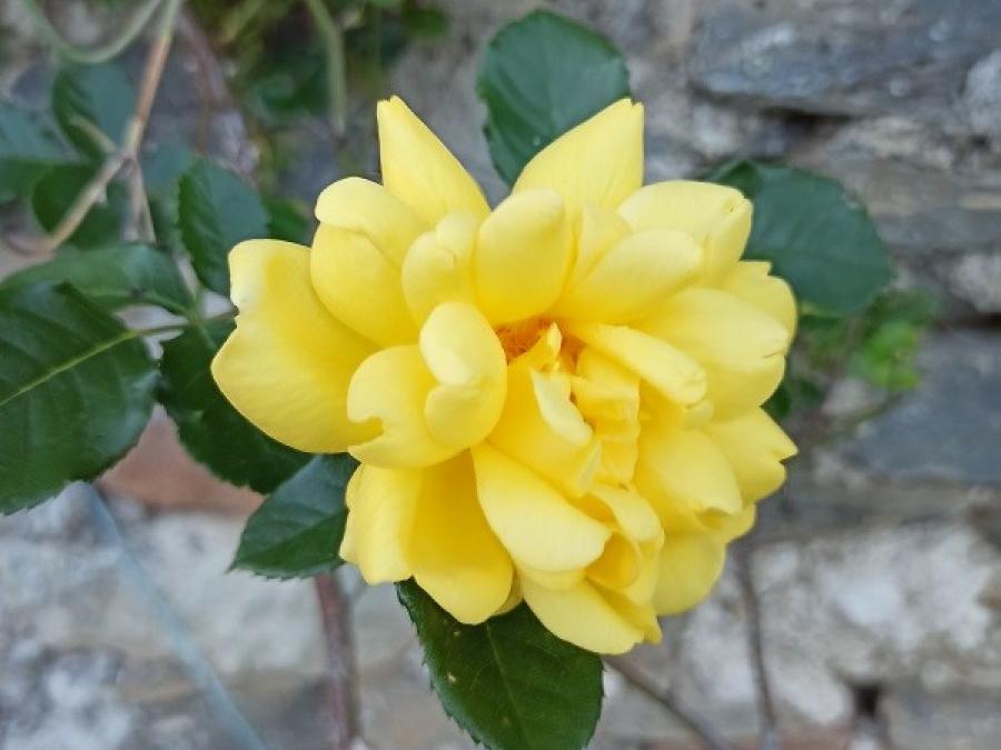Zoom sur fleur à Fayet (44)
