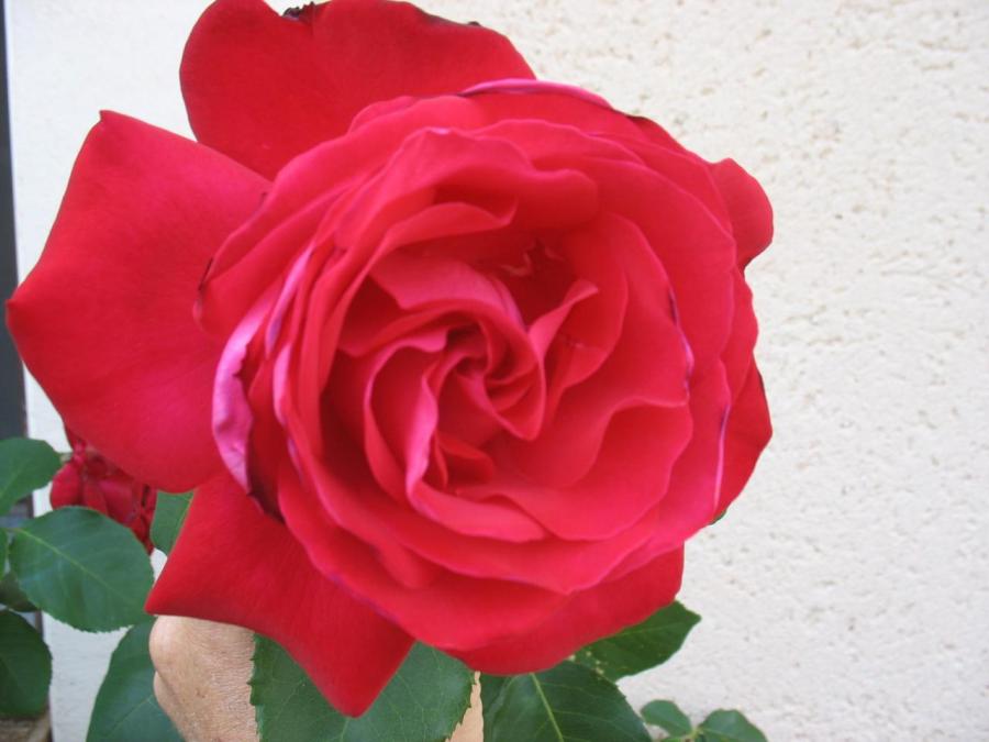 Zoom sur rose de Fayet (27)